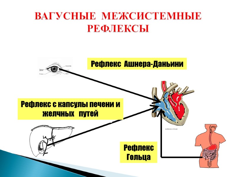 ВАГУСНЫЕ  МЕЖСИСТЕМНЫЕ  РЕФЛЕКСЫ Рефлекс  Ашнера-Даньини Рефлекс с капсулы печени и желчных